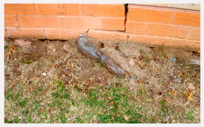 How To Mitigate or Stop Tree Root Damage?